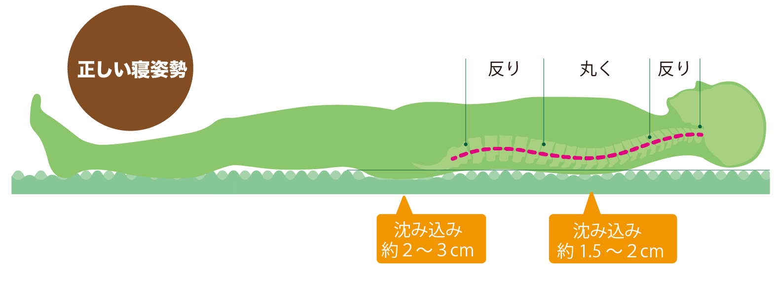 腰痛に優しい正しい寝姿勢は、お尻の沈み込みが2~3cm、背中の沈み込みが1.5~2cm程度