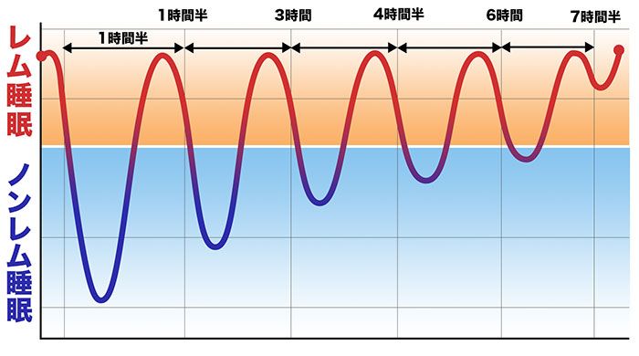 ノンレム睡眠とレム睡眠を１時間半で繰り返します。快眠で脳の疲れをとるには3時間は続けて眠るのがよいです